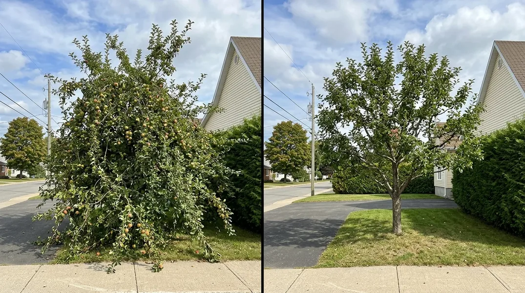 Permis d'abattage d'arbre à Saguenay : ce qu'il faut vérifier avant de couper